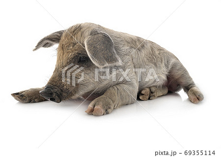 young Mangalica in studio young Mangalica in studio 69355114