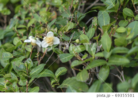 広島縮景園の茶の花 広島縮景園の茶の花 69355501