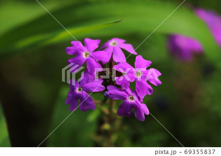 バーベナの紫色の花 69355837