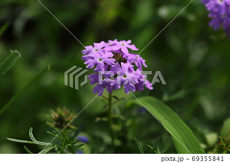 バーベナの紫色の花 69355841