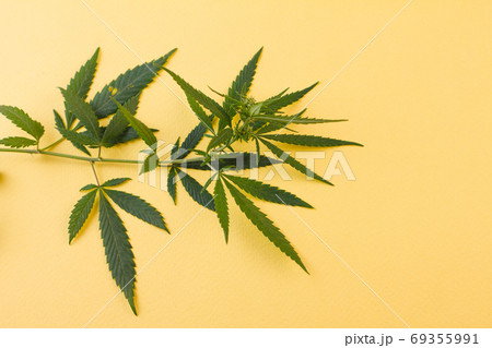 A sprig of hemp on a yellow background. A sprig of hemp on a yellow background. 69355991