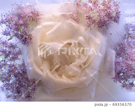 Background of rosa flower frozen in ice Background of rosa flower frozen in ice 69356370
