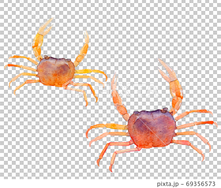 水彩イラスト サワガニのイラスト素材 [69356573] - PIXTA