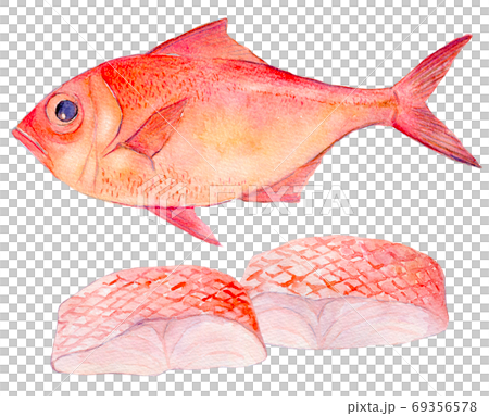 水彩插圖，海鮮，金魚，海鮮 69356578