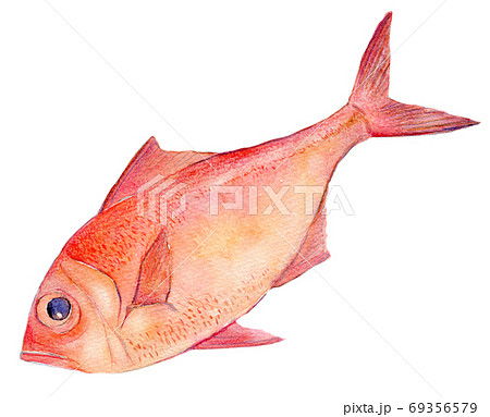 水彩イラスト 魚介 金目鯛 海鮮のイラスト素材