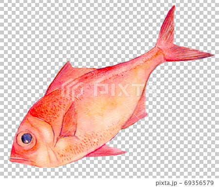水彩イラスト　魚介　金目鯛　海鮮 69356579