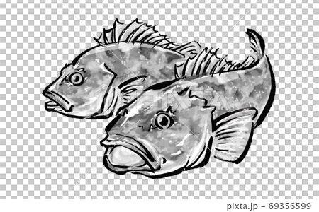カサゴの手描きのイラスト 69356599