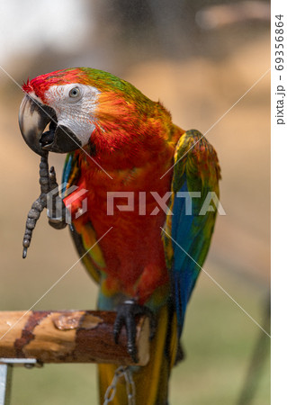 止まり木に止まっている、アカコンゴウインコ 69356864