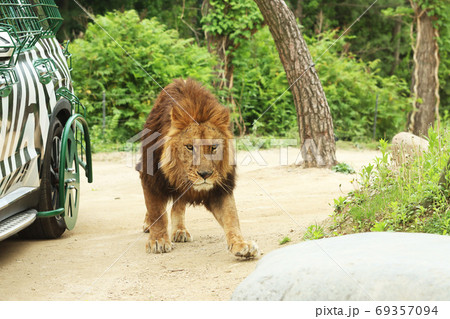動物園 動物 ライオンの写真素材
