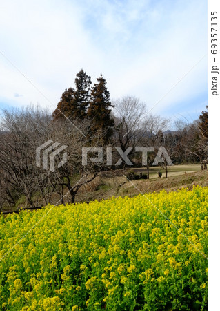 菜の花畑と雑木林と芝生広場 【相模原市津久井 2月】 菜の花畑と雑木林と芝生広場 【相模原市津久井 2月】 69357135