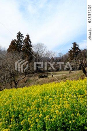 菜の花畑と雑木林と芝生広場 【相模原市津久井 2月】 菜の花畑と雑木林と芝生広場 【相模原市津久井 2月】 69357136