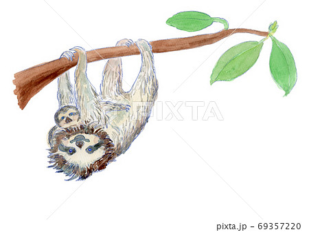 木にぶらさがっているナマケモノの親子の水彩イラストのイラスト素材