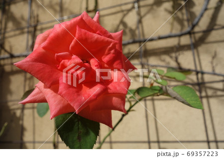 屋外に咲いた一輪の赤いバラ 69357223