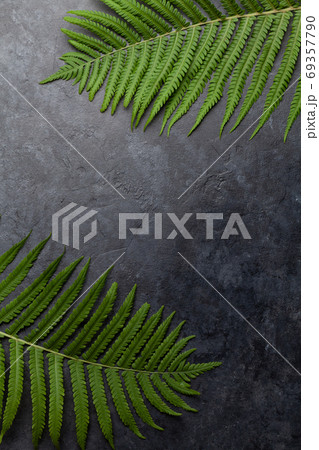 Abstract nature background with fern leaves 69357790