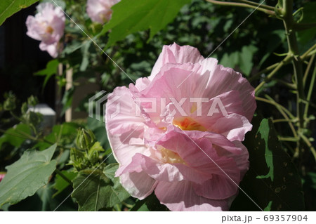 夏に咲いた酔芙蓉の花の写真素材