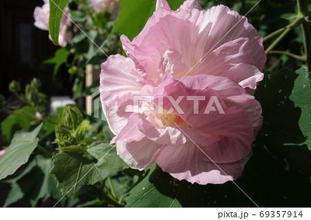 夏に咲いた酔芙蓉の花の写真素材