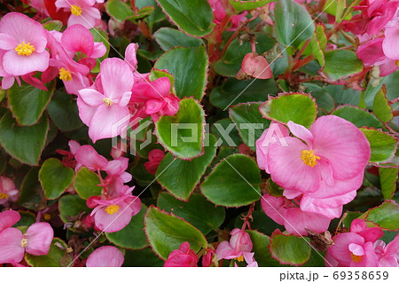 花壇に咲いたピンクのベゴニアの花の写真素材