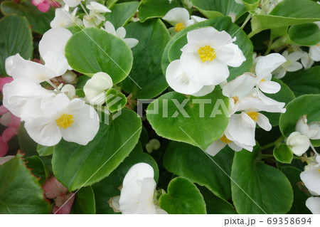 花壇に咲いた白いベゴニアの花の写真素材