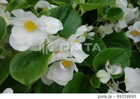 花壇に咲いた白いベゴニアの花の写真素材