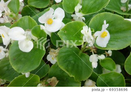 花壇に咲いた白いベゴニアの花の写真素材