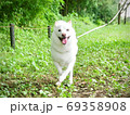 柴犬 白 ピクニック 芝生 青空 おすわり 69358908