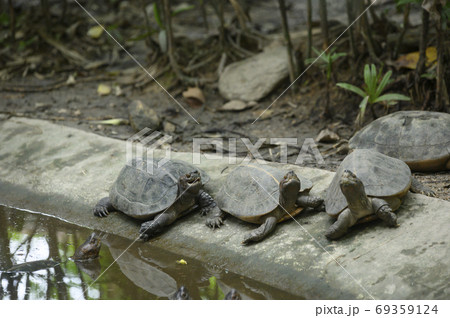 Abstract turtle 69359124