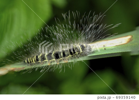 Caterpillars on green leaves Caterpillars on green leaves 69359140