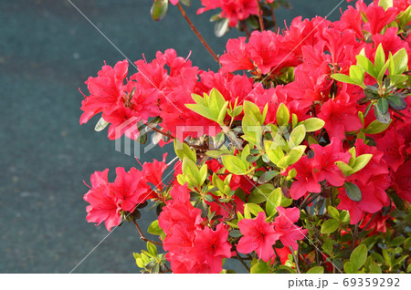 春に赤い花を咲かせたツツジと推定される樹木を撮影した写真の写真素材