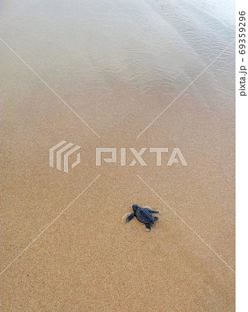 Baby turtles making it's way to the ocean Baby turtles making it's way to the ocean 69359296