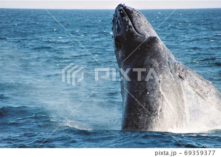 ザトウクジラのヘッドスラップ 沖縄座間味島 ザトウクジラのヘッドスラップ 沖縄座間味島 69359377