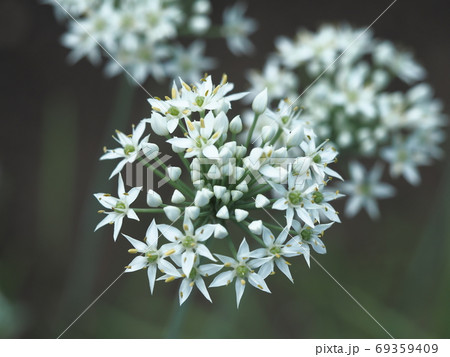 星型の花 ニラの花の写真素材