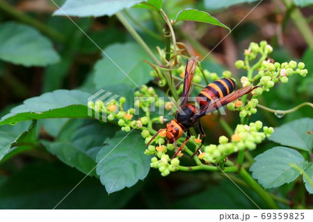 ヒメスズメバチ 69359825