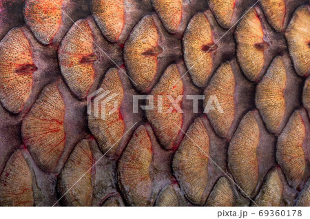 fish scales white grass carp  (14 kilogram) 69360178