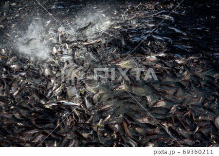Pangasius and freshwater species in Asia are popular for food exports. Fish raised in a closed system Pangasius and freshwater species in Asia are popular for food exports. Fish raised in a closed system 69360211