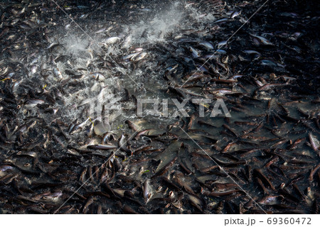 Pangasius and freshwater species in Asia are popular for food exports. Fish raised in a closed system Pangasius and freshwater species in Asia are popular for food exports. Fish raised in a closed system 69360472