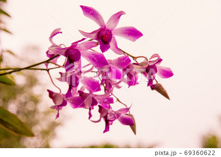 日が沈む時間 日が沈む時間 69360622