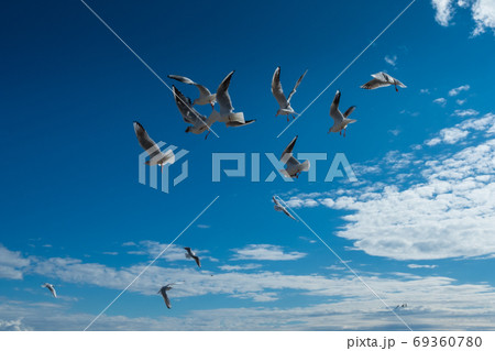 Beautiful Seagulls flying in the fall blue sky 69360780