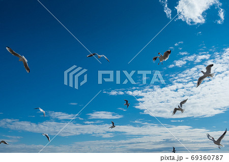 Beautiful Seagulls flying in the fall blue sky 69360787