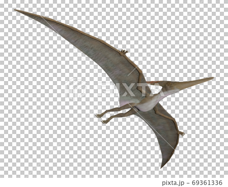 Pteranodon Pteranodon 69361336
