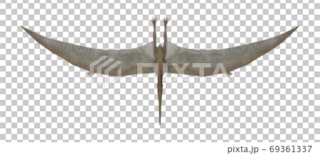Pteranodon Pteranodon 69361337