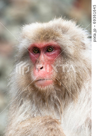ニホンザルの自由で楽しい暮らしのポートレート 猿のかわいい姿の写真素材