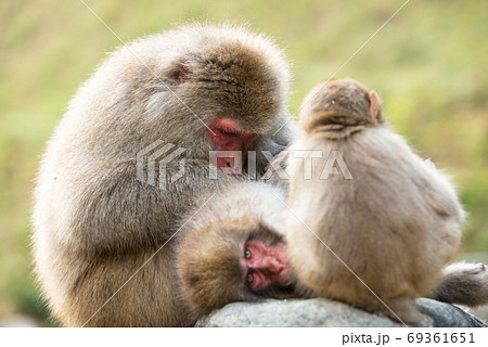 ニホンザルの毛づくろい 猿のかわいい姿の写真素材