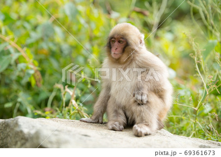 ニホンザルの自由で楽しい暮らしのポートレート 猿のかわいい姿 69361673