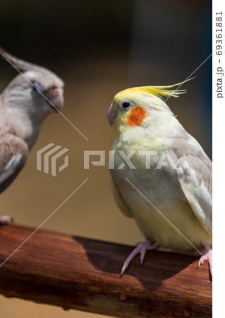 向かい合うオカメインコ 向かい合うオカメインコ 69361881