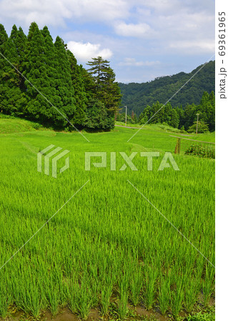 ≪京都　丹後　上世屋の棚田≫　京都府宮津市　世屋高原 69361965