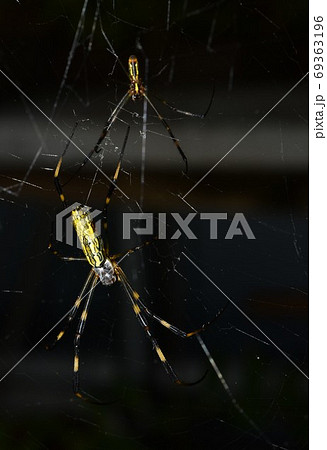ジョロウグモの雄と雌 ジョロウグモの雄と雌 69363196