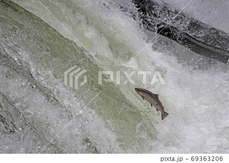 サクラマス 69363206