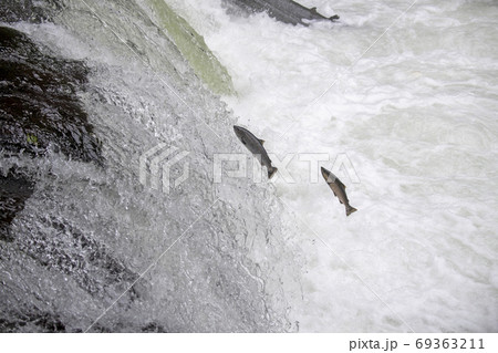 サクラマス 69363211