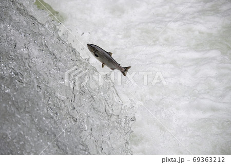 サクラマス 69363212