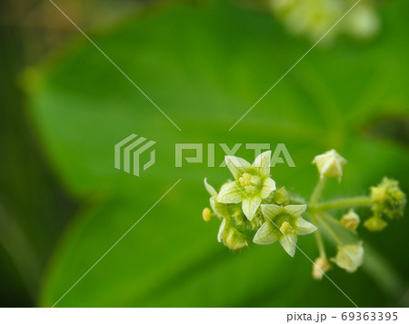 アレチウリ アレチウリ 69363395